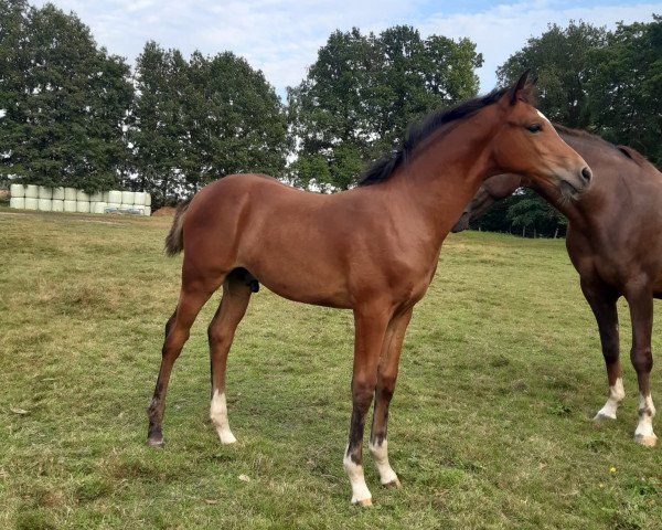 horse Best for the Future (Westphalian, 2021, from Bustique)