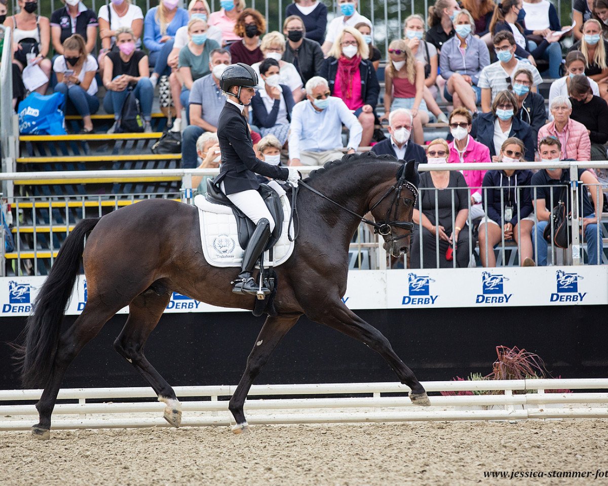 stallion Rheinglanz (Trakehner, 2018, from Helium)