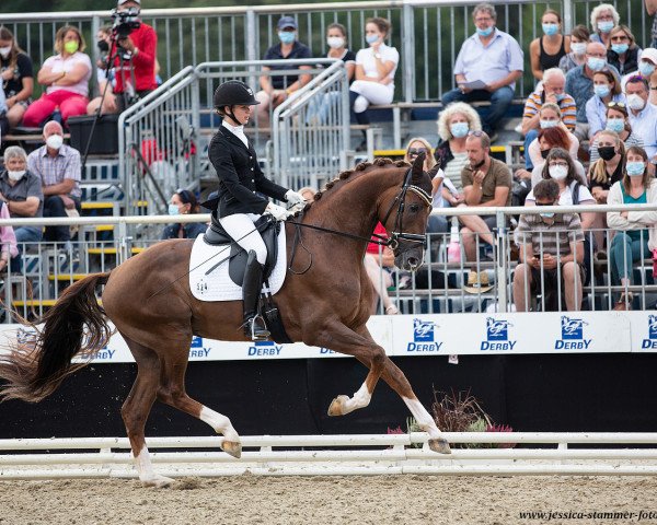 dressage horse Le Bonheur 6 (Hanoverian, 2018, from Livaldon)
