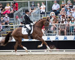 dressage horse Le Bonheur 6 (Hanoverian, 2018, from Livaldon)