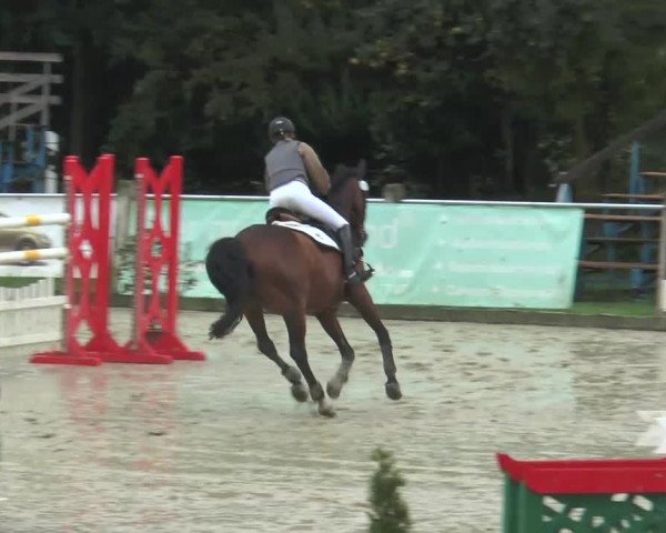 Reitturnier Bad Rothenfelde 2013