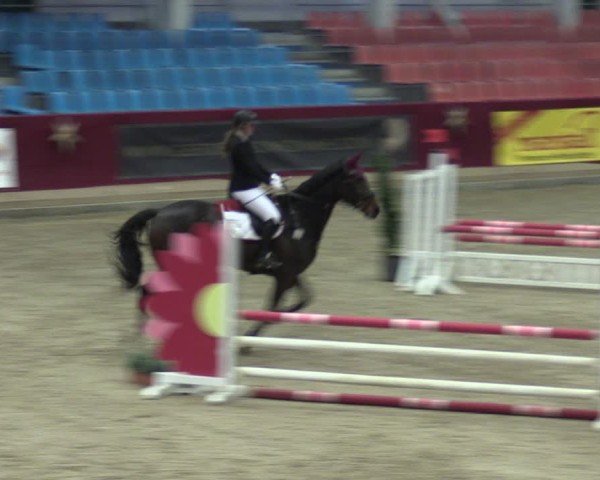 Reitturnier Neustadt/Dosse - Graf von Lindenau-Halle 2024