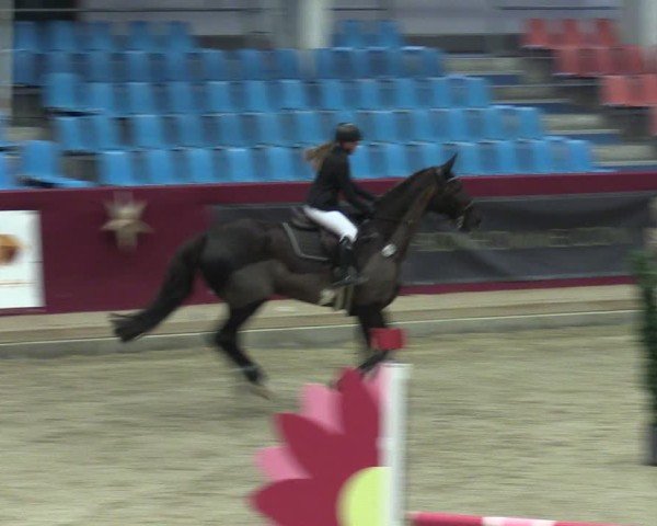 Reitturnier Neustadt/Dosse - Graf von Lindenau-Halle 2024