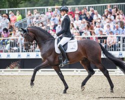 stallion For Real (Westphalian, 2018, from Farrell)