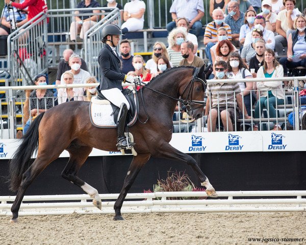 Deckhengst Debutant PS (Oldenburger, 2018, von Deparon)
