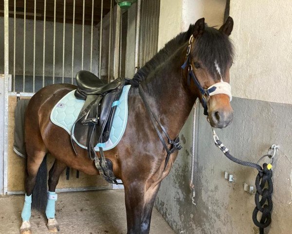 horse Samiro 57 (Welsh-Pony (Section B), 2017, from Spring Star's Spirit)