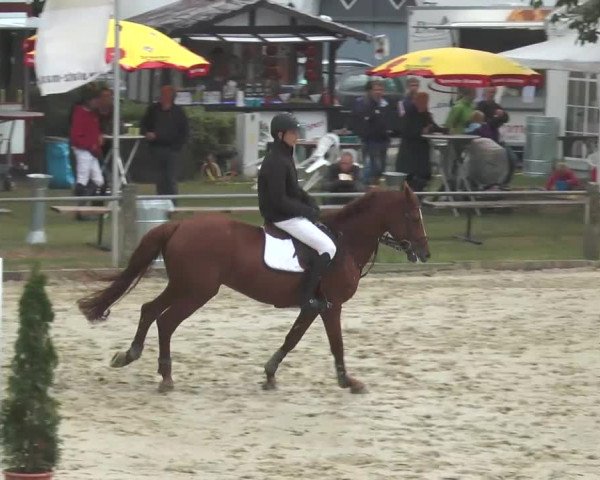 Reitturnier Bad Rothenfelde 2013