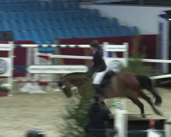 Reitturnier Neustadt/Dosse - Graf von Lindenau-Halle 2024