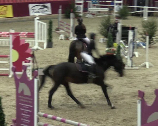 Reitturnier Neustadt/Dosse - Graf von Lindenau-Halle 2024