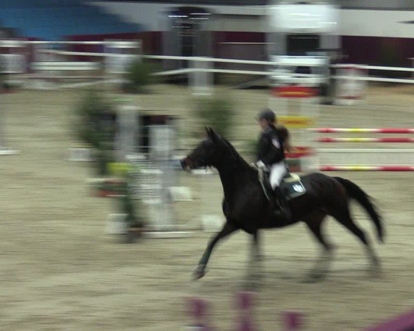 Reitturnier Neustadt/Dosse - Graf von Lindenau-Halle 2024