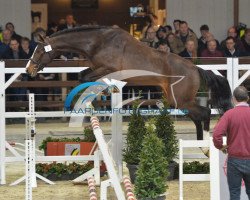Pferd Newton van de Stuyvenhoek (Belgisches Warmblut, 2013, von Crescendo)