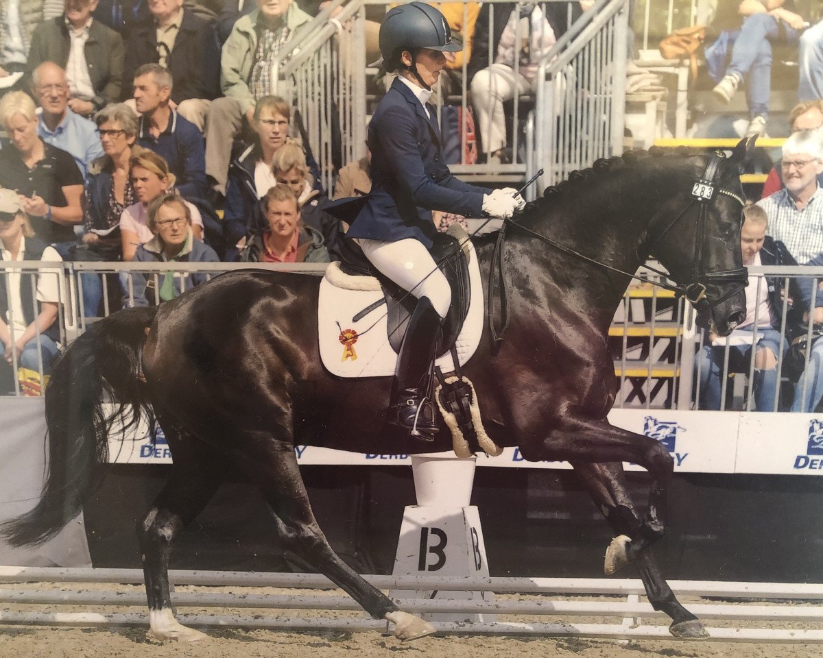 Dressage horse Darling Harbour 3 (German Sport Horse, 2014, from Dante Weltino Old)