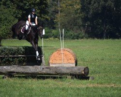 jumper Roselynn (German Sport Horse, 2018, from Farewell III)