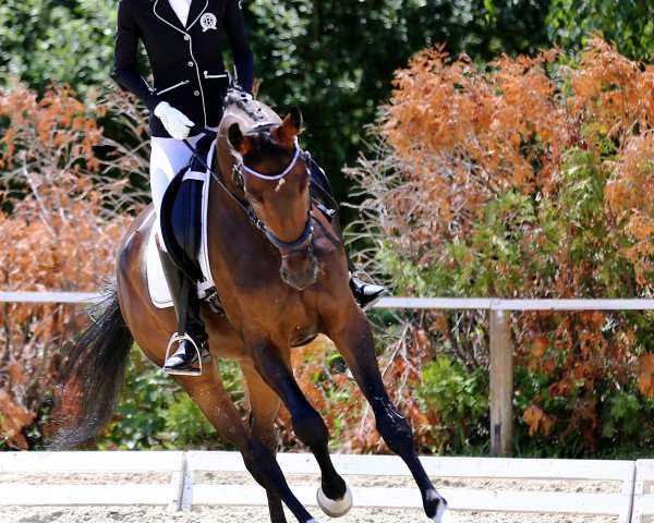 Pferd Dancy (Hannoveraner, 2014, von Desperados FRH)