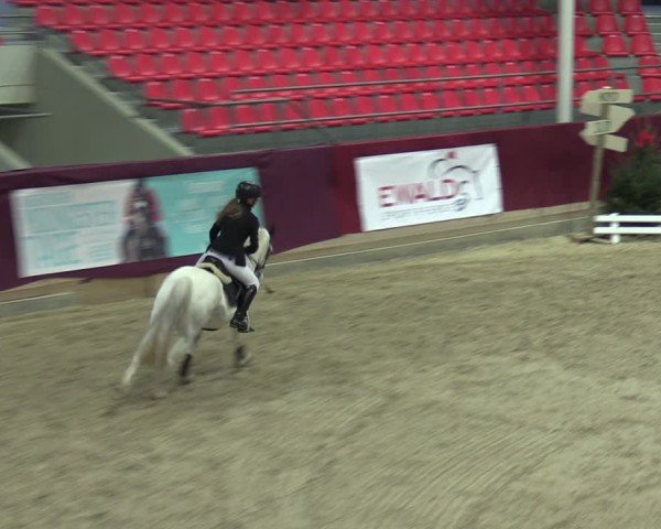Reitturnier Neustadt/Dosse - Graf von Lindenau-Halle 2024