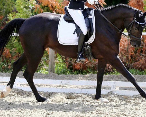 horse Divinity (Hanoverian, 2013, from Desperados FRH)