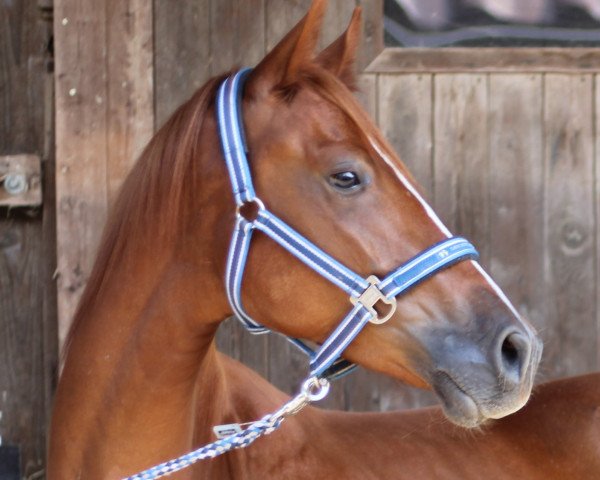 Pferd Quintero MW (Deutsches Reitpony, 2019, von Quaterback's Junior)