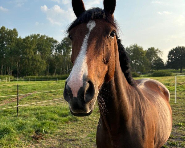 Pferd Chiccalina (Hannoveraner, 2019, von Carridam)