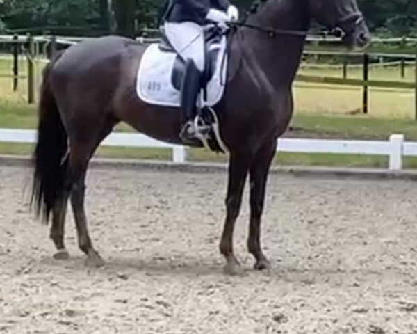 dressage horse Livienne 3 (Hanoverian, 2016, from Livaldon)