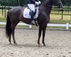 dressage horse Livienne 3 (Hanoverian, 2016, from Livaldon)