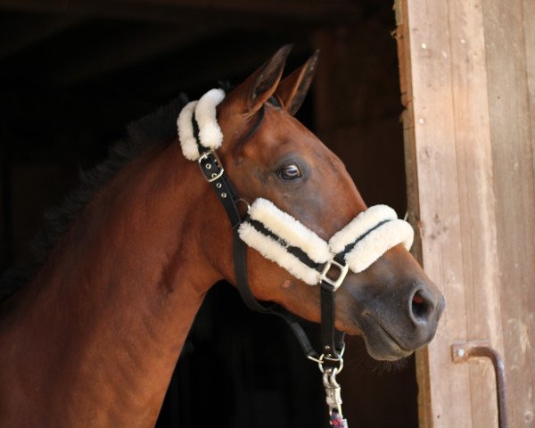 broodmare Aprilscherz MW (German Riding Pony, 2018, from Hesselteichs Grimaldi)