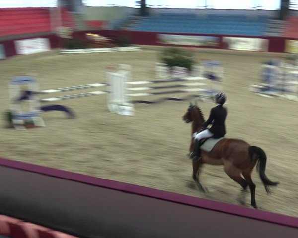 Reitturnier Neustadt/Dosse - Graf von Lindenau-Halle 2024