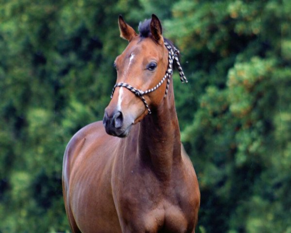 horse Light on Leonardo (Little German Riding Horse, 2013, from Hotrex)