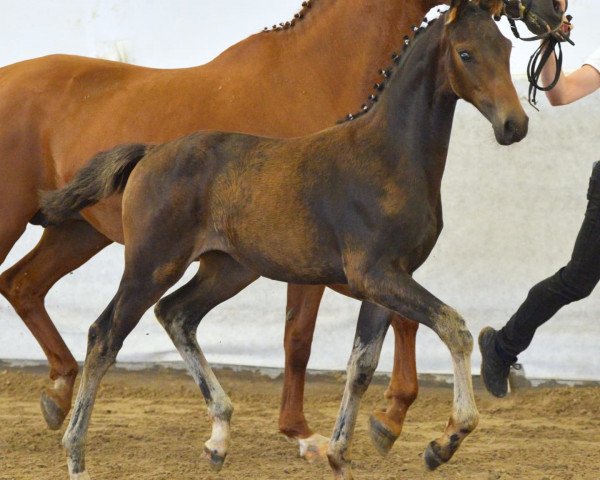 horse Belle Joséphine (German Sport Horse, 2021, from Galaxy)