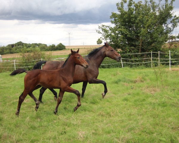 Pferd Conner (Hannoveraner, 2021, von Cornet's Carpaccio RT)