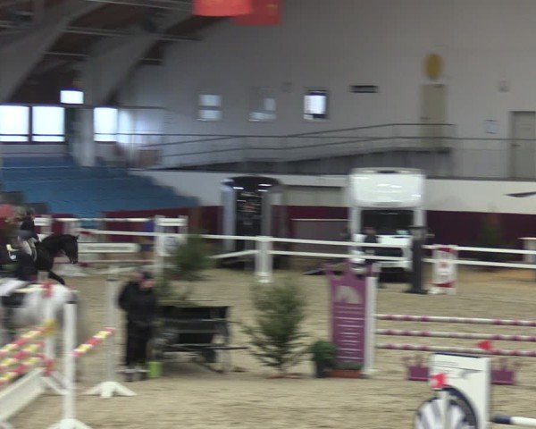 Reitturnier Neustadt/Dosse - Graf von Lindenau-Halle 2024