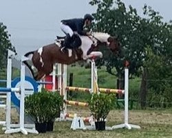 jumper Unique Rosy (Polish Warmblood, 2014, from Ulco)