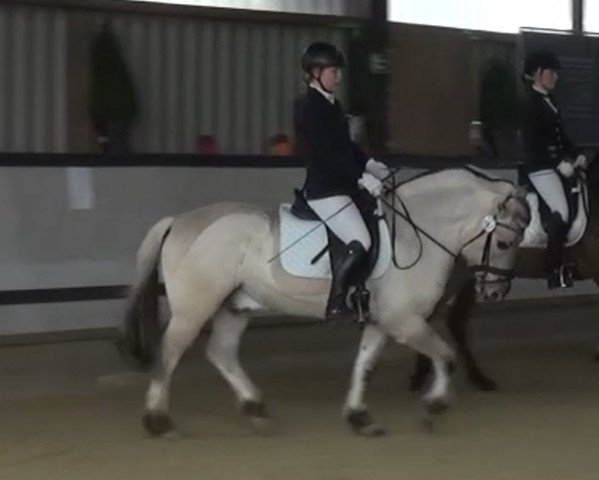 dressage horse Marlon (Fjord Horse, 2009, from Minor II 11 F)