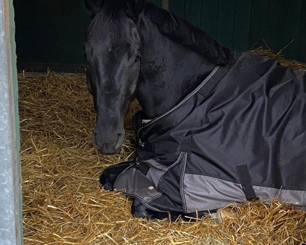 horse Majestic's Black Edition (Westphalian, 2022, from Majestic Taonga)