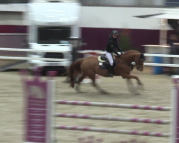 Reitturnier Neustadt/Dosse - Graf von Lindenau-Halle 2024