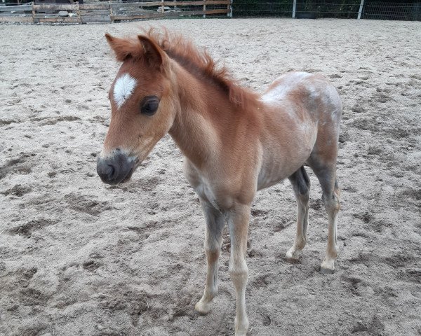horse Suky (Welsh-Pony (Section B), 2020, from Samiro 57)