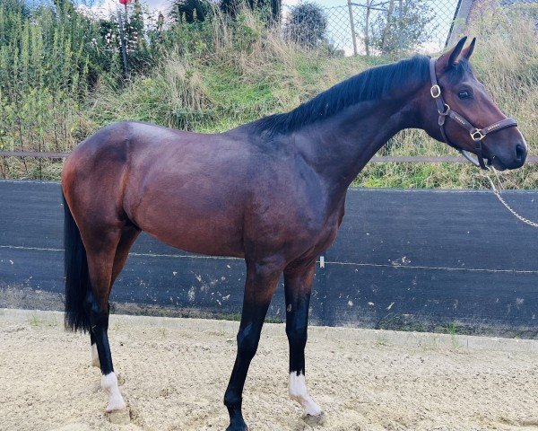 horse Fideelius (Oldenburg, 2022, from Federer)