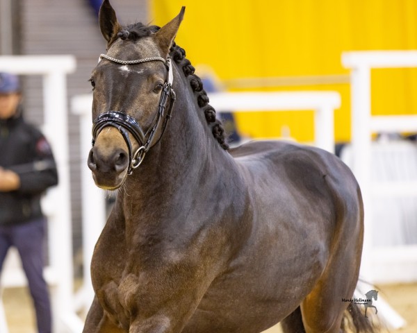 Pferd Kazimiro (Deutsches Reitpony, 2022, von Kent Nagano WE)