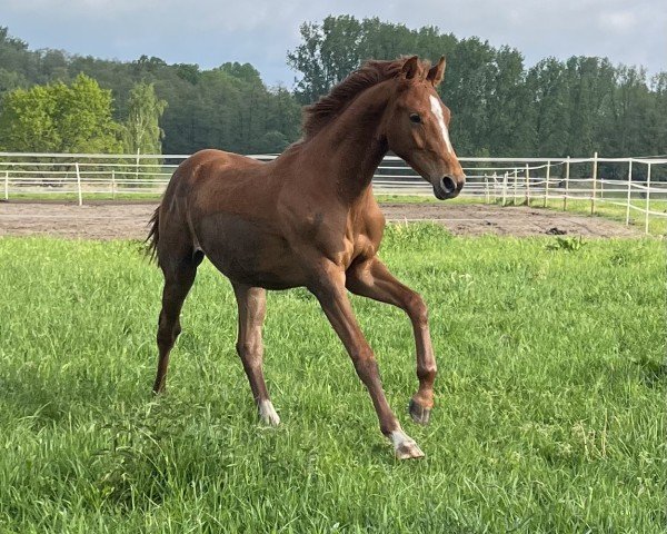 horse Don Fredo V (Oldenburg show jumper, 2023, from Dia Corrado)