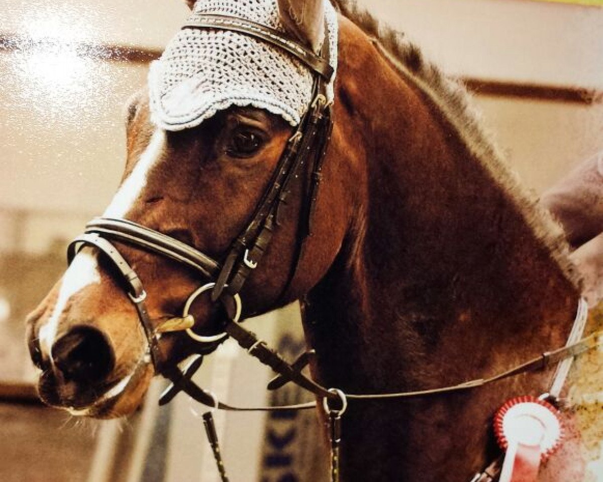 jumper Alehandro (Holsteiner, 2006, from Acodetto I)