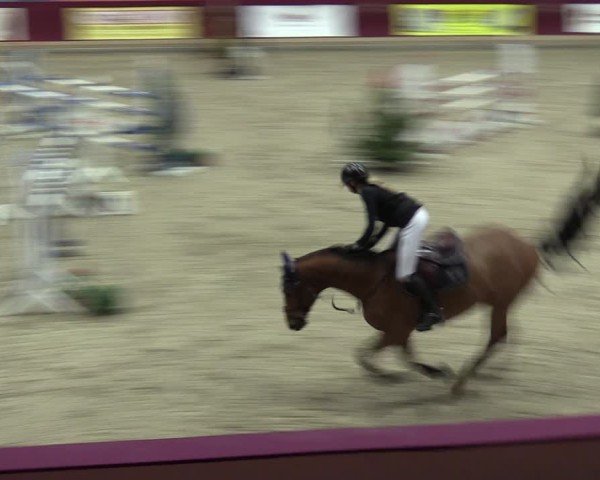 Reitturnier Neustadt/Dosse - Graf von Lindenau-Halle 2024