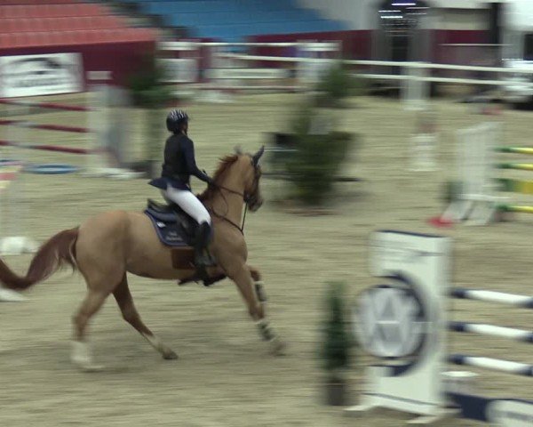 Reitturnier Neustadt/Dosse - Graf von Lindenau-Halle 2024