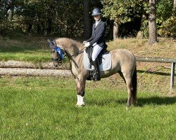 dressage horse Dating's Dreamgirl (German Riding Pony, 2019, from Dating AT NRW)