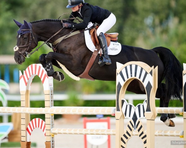 broodmare Dia Fina 3 (Hanoverian, 2017, from Diacontinus)