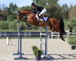 jumper Vitus Vk Z (Zangersheide riding horse, 2017, from Valdes)