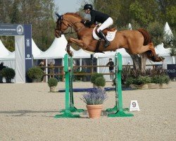 Springpferd Cris-Cross Z (Zangersheide Reitpferd, 2016, von Crown Z)