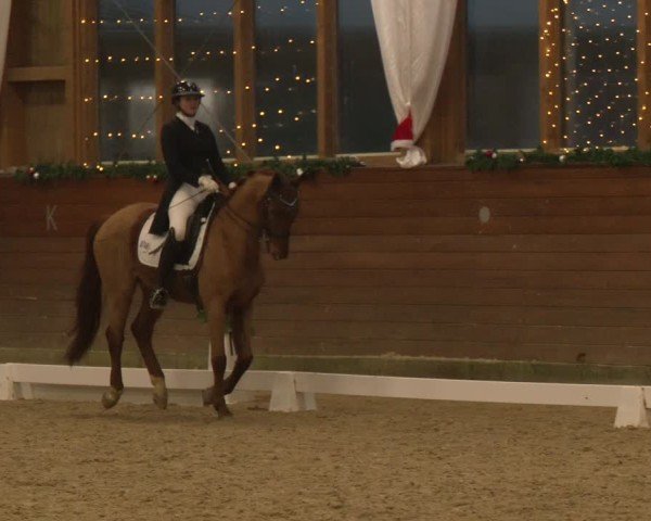 Reitturnier Coesfeld/Lette 2024