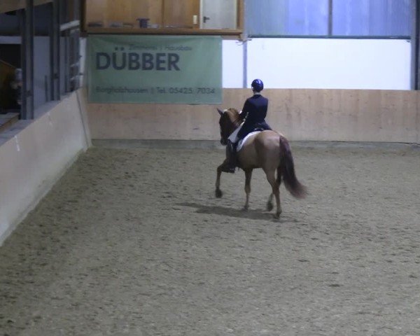 Reitturnier Borgholzhausen-Westbarthausen 2024
