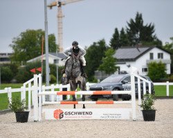 Springpferd Clax (Holsteiner, 2015, von Clarimo Ask)