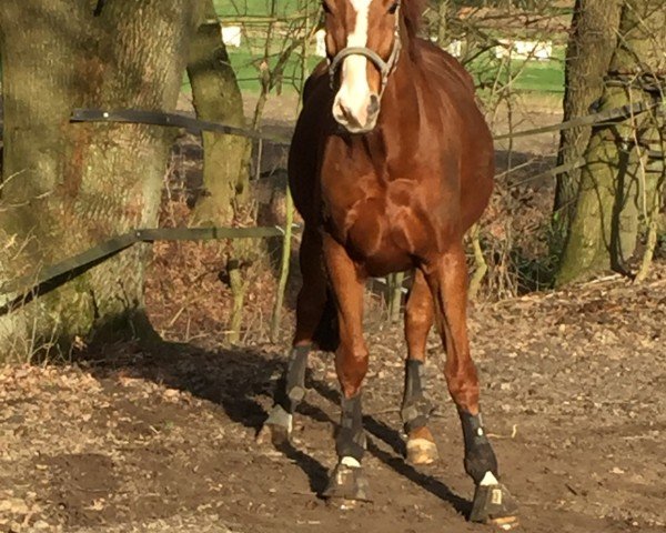 dressage horse Jimm Bimm (Westphalian, 2008, from Jazz Rubin)
