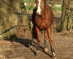 Dressurpferd Jimm Bimm (Westfale, 2008, von Jazz Rubin)